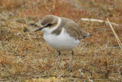 Comença la temporada de nidificació del corriol camanegre a les platges de Vilanova i la Geltrú. Ajuntament de Vilanova